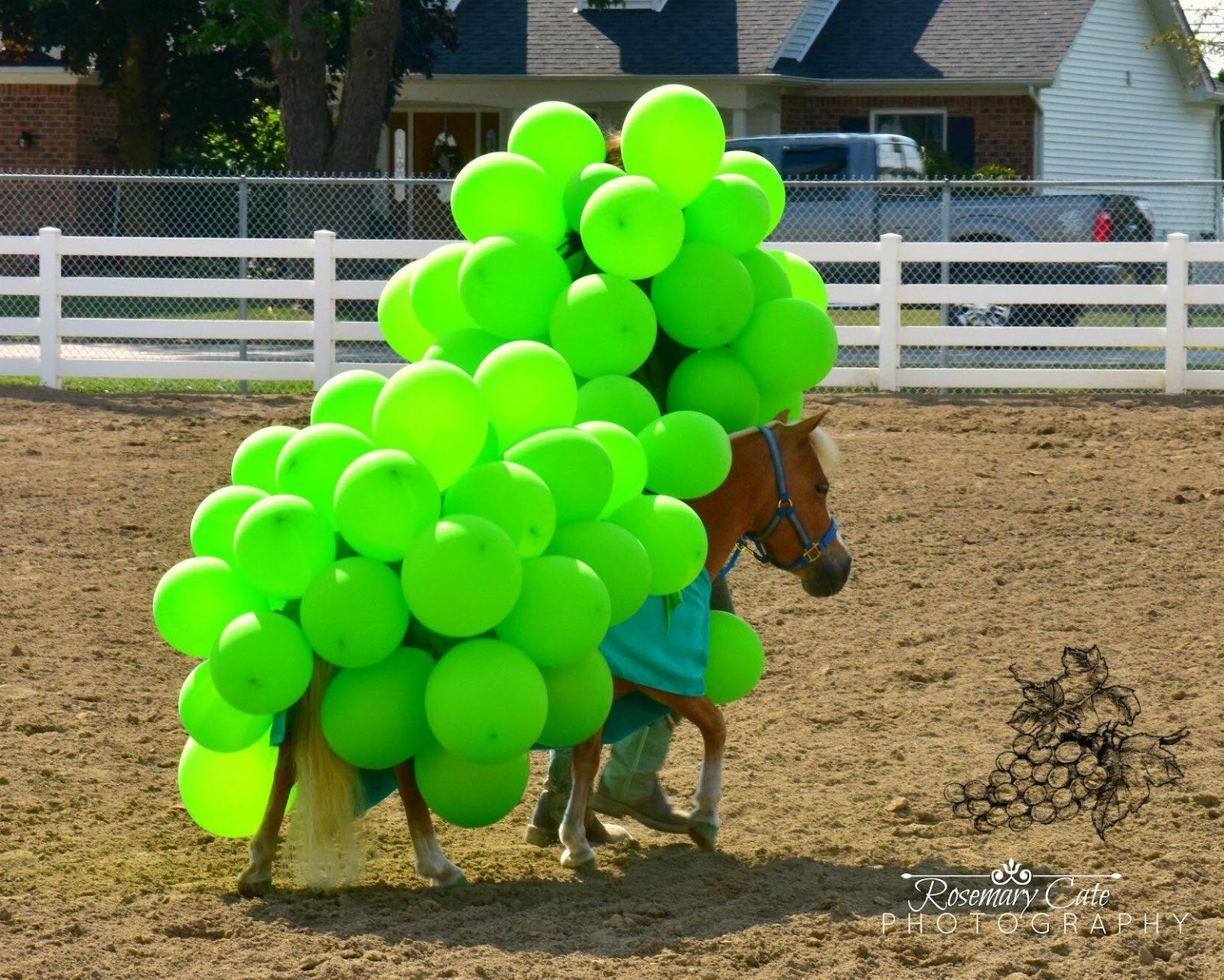Image of miniature horse wearing green baloons in a costume designed to look like grapes.