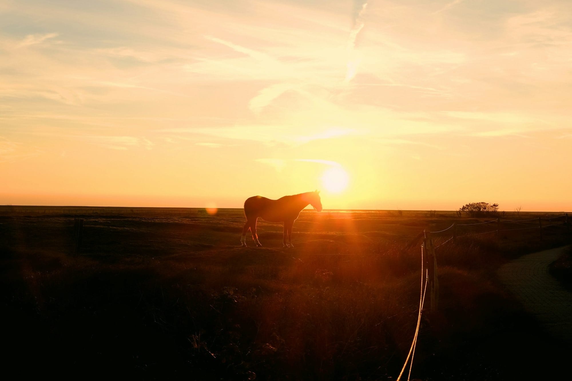 Can Horses Get Sunburn? Yup, and Here’s How to Protect Your Pony