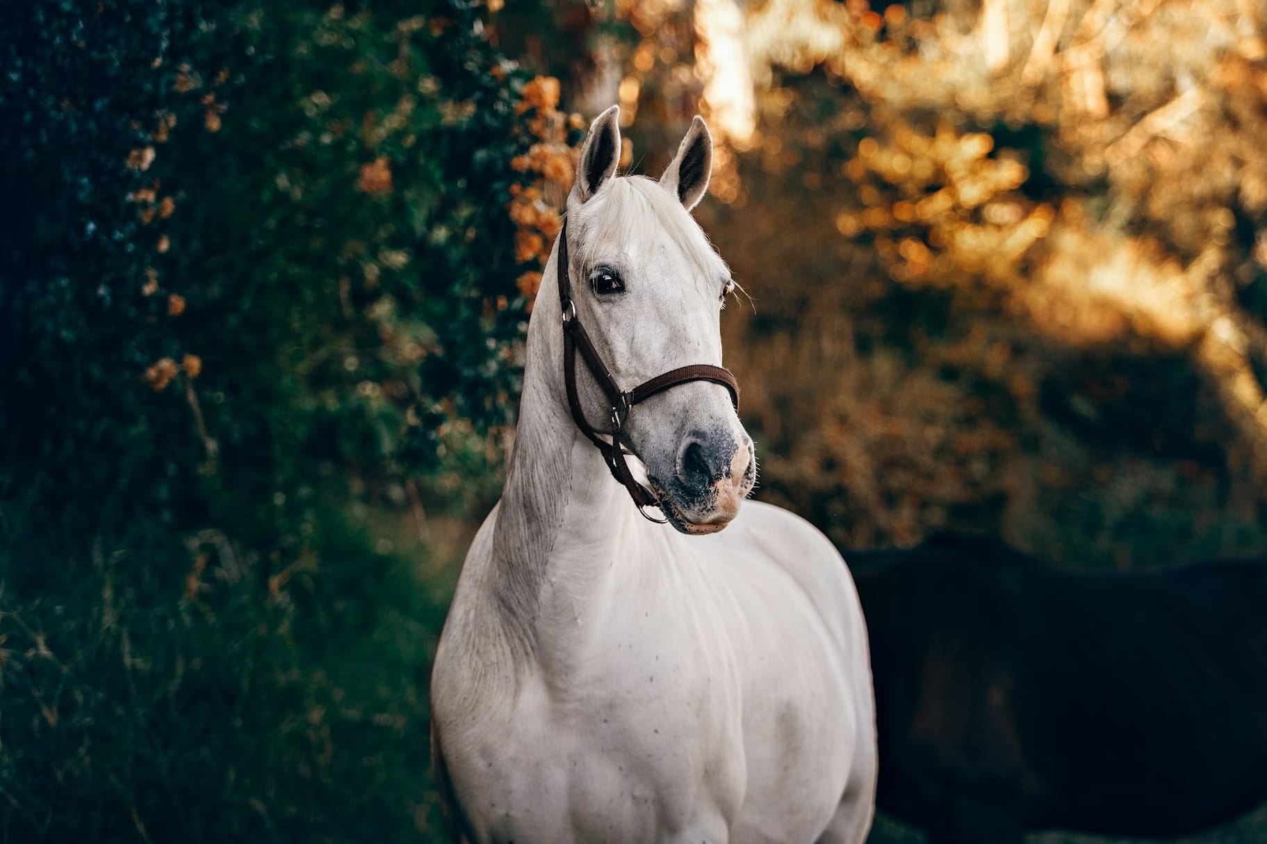 Cracking the Code: How to Read Your Horse’s Body Language