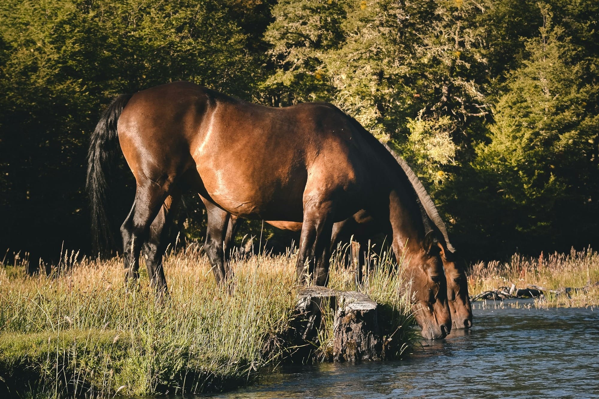 So You Love Horses… Now What? How to Get Involved in the Horse World