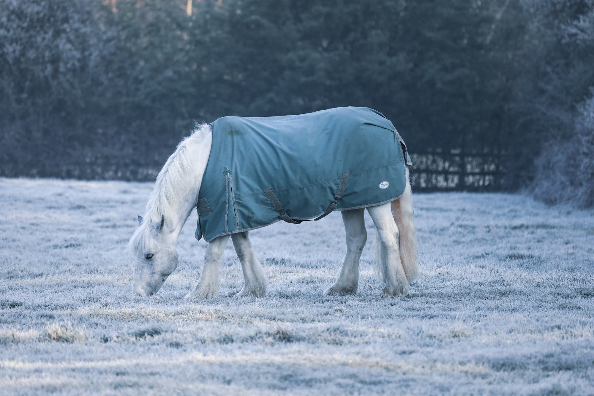 Blanketing Basics: How to Keep Your Horse Healthy & Happy