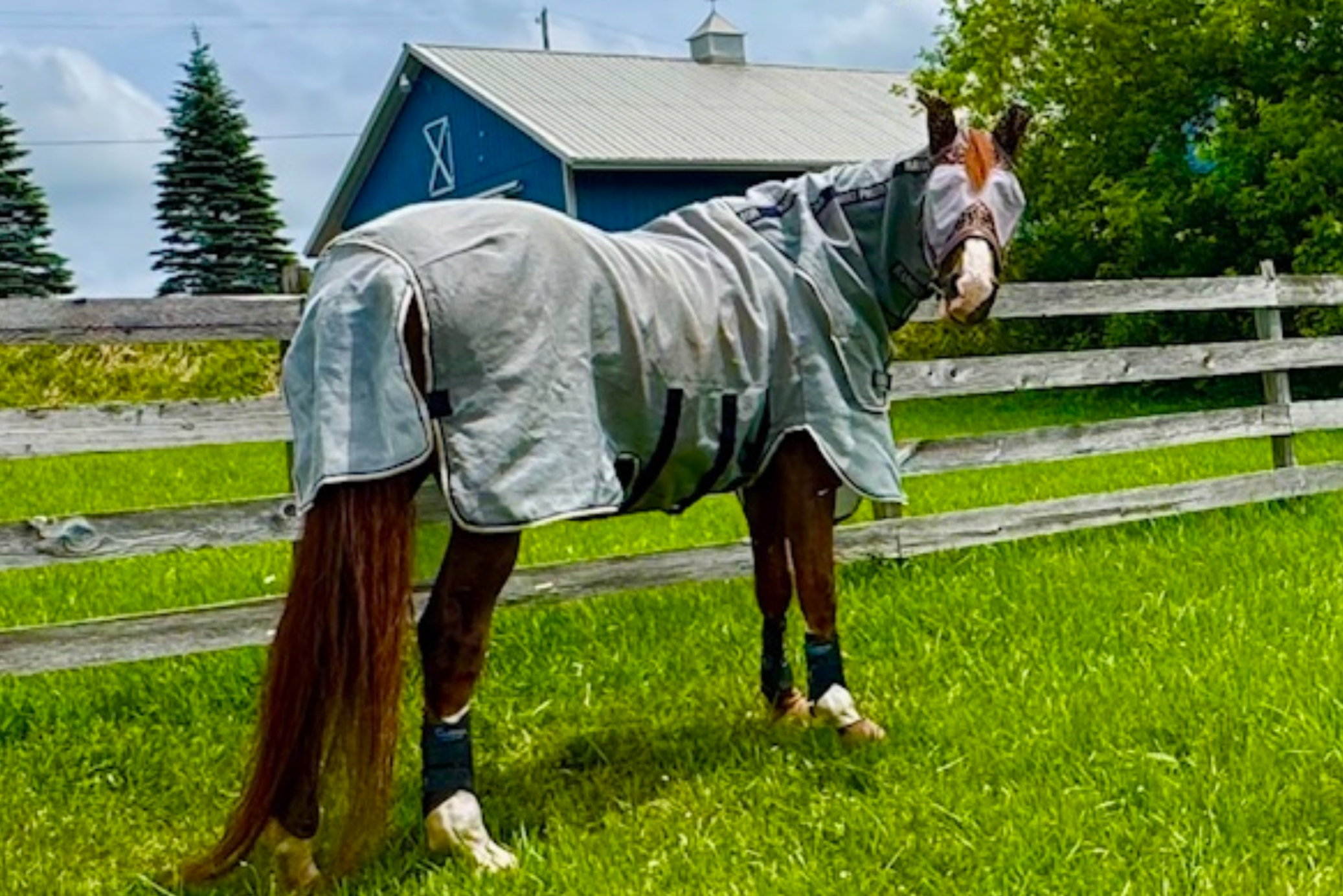 Rethinking Deworming: What Today’s Best Practices Look Like (and Why They’ve Changed)