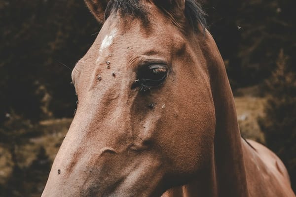 Why Are There So Many Flies at a Horse Barn? And What Can I Do About It?