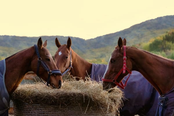 What Should I Feed My Horse