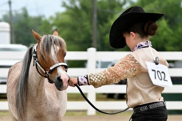 AMHR Show Classes:  A Beginner’s Guide to Miniature Horse Competition
