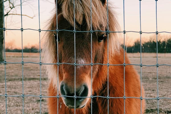 Small Hooves, Big Vibes: Miniature Horses Make September Shine