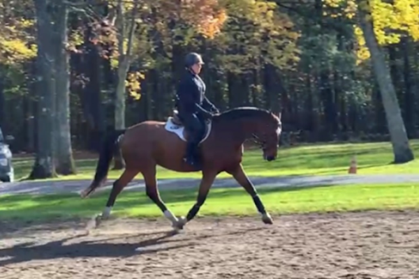 The Magic of the Half Halt: Finding Balance in the Saddle