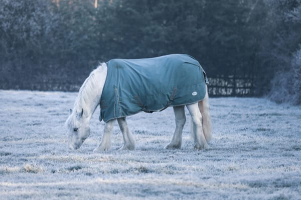 Blanketing Basics: How to Keep Your Horse Healthy & Happy