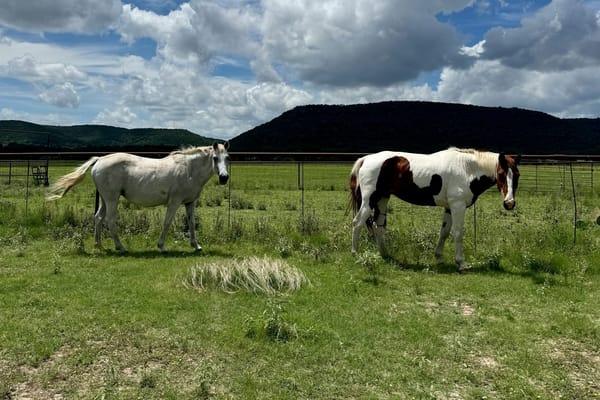 Understanding the EHV-1 outbreak in Texas: What Horse Owners Need to Know