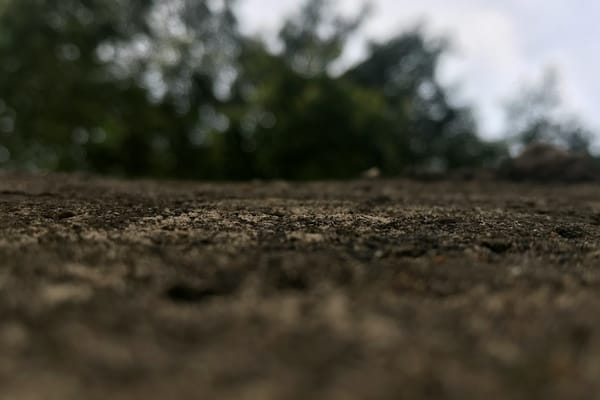 The Dry Lot Advantage: Creating a Safe, Healthy Space for Your Horse