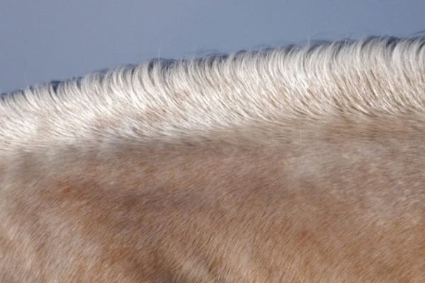 Body Clipping a Horse:  What You Need to Know and How to Do It Right