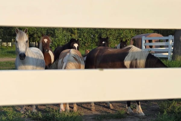 How to Get Into Showing Miniature Horses as an Adult