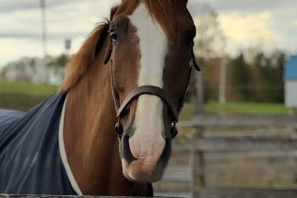 Putting Horses First: What USEF and Others Are Doing for Horse Welfare