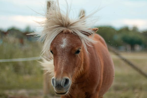 April Fools’ Day at the Barn